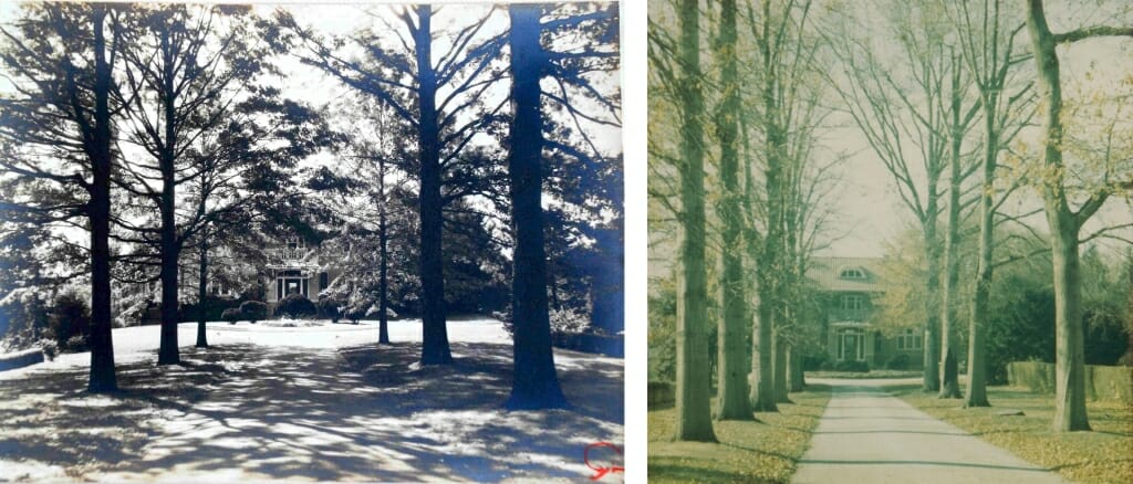 two photographs of the straight treelined driveway leading up to a house 