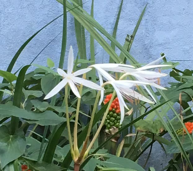 swamp lily- Tara Fisher delicate white flowers in front of a blue wall